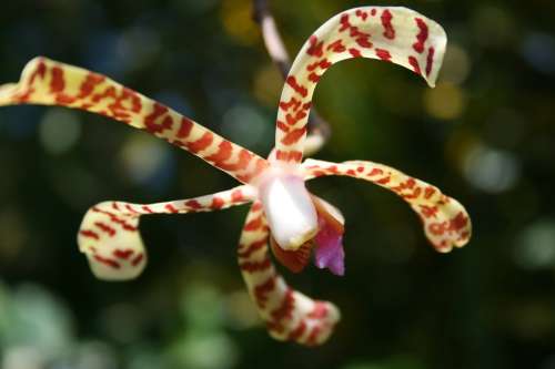 Caribbean Guadeloupe Ste Rose Flowers Spider Orchid