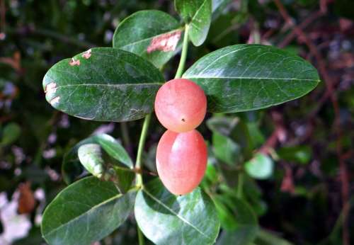 Carissa Carandas Apocynaceae Karonda Berry Fruit