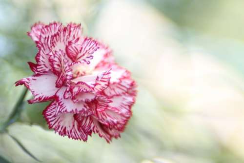 Carnation Flower Pink Dianthus Caryophyllus Nature