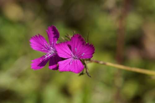 Carnation Campion Pointed Flower Wildwachsend