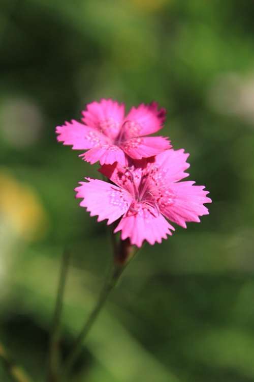 Carnation Caryophyllaceae Dianthus Flowers Pink