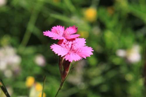 Carnation Caryophyllaceae Dianthus Flowers Pink