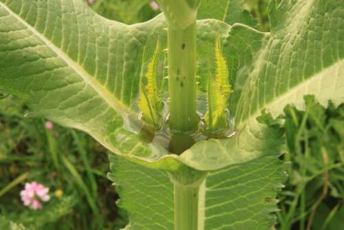 Carnivorous Cup Dipsacus Fullonum Green Teasel