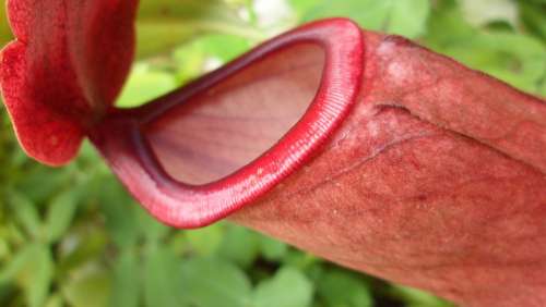 Carnivorous Plant Plants Red Exotic Nature