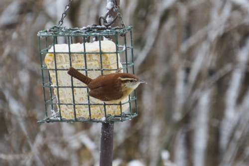 Carolina Wren Wren Bird Passerine Bird