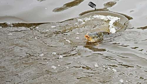 Carp Surface Shot Pond Fishing Her Fish