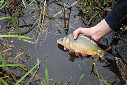 Carp Hand Pond Bank Fish Nature South Bohemia