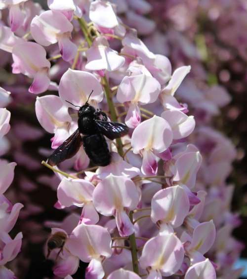 Carpenter Bee Xylocopa Wisteria Nectar