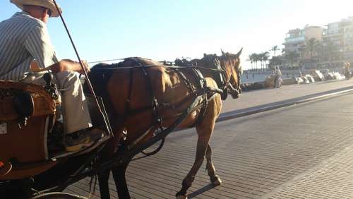 Carriage Horse Trip Animal Outdoor Journey