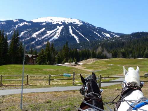 Carriage Horses Sun Peaks Ski Resort