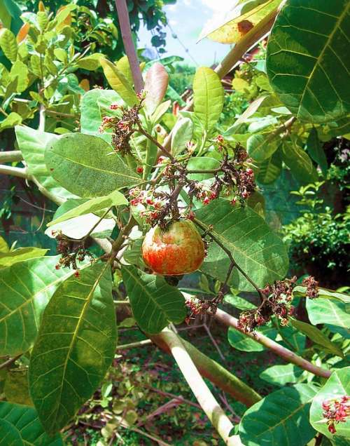 Cashew Cashew Nut Plant Fruit Nut Cashews Tree