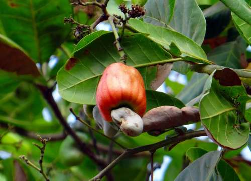 Cashew Fruit Nut Ripe Fruit Red India