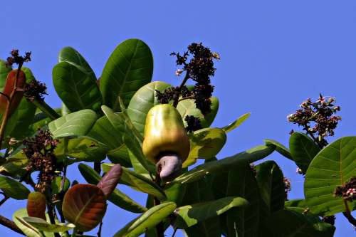 Cashew Nuts Fruit Tree Anacardiaceae Mango Family