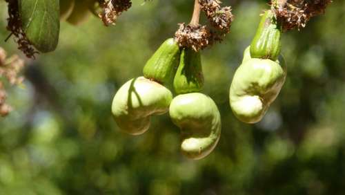 Cashew Nuts Cashew Tree Koh Phangan Thailand