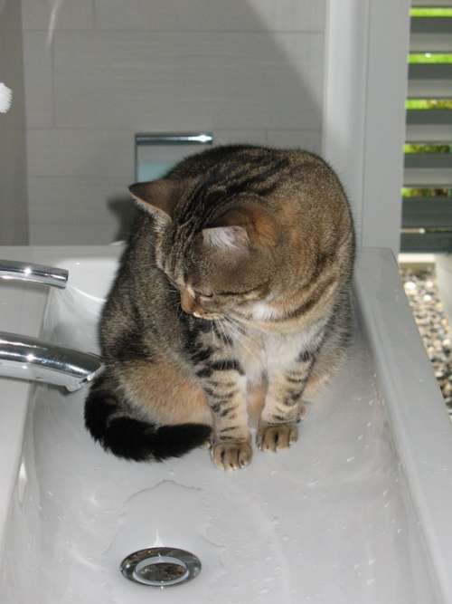 Cat Curious Bath Rooms Water