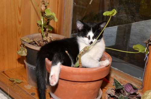 Cat Flower Pot Animals