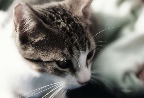 Cat Portrait Head Close-Up Feline Animal Pet