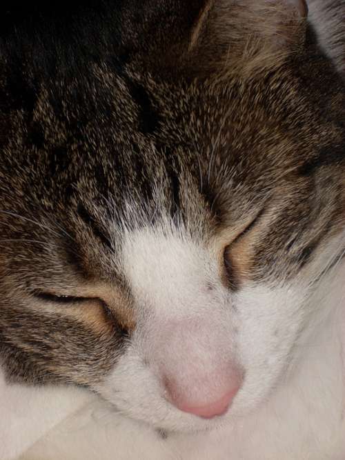 Cat Sleeping Feline Asleep Head Nap Resting