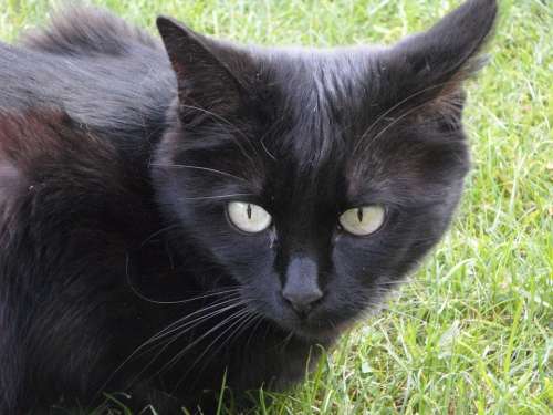 Cat Animal Vigilant Attention Black Pet