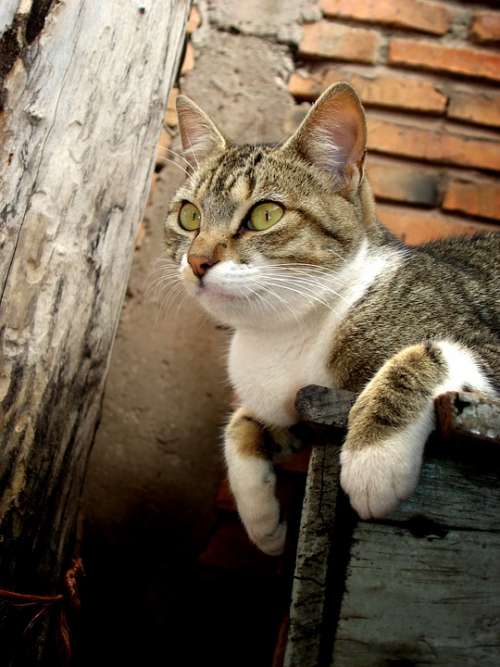 Cat Feline Brick Observing