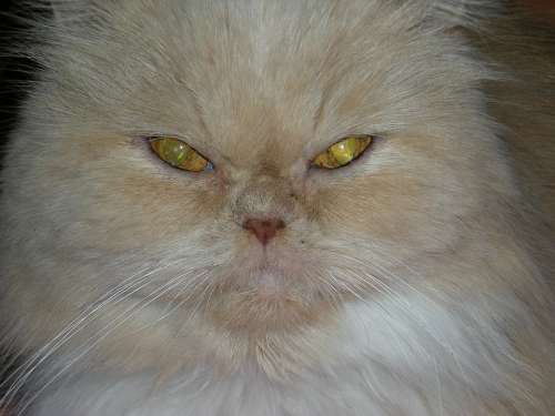 Cat Cat'S Eye Cat Face Animal Pet Feline Cat Nose