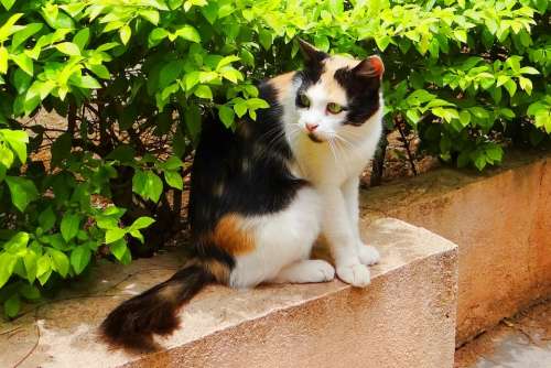 Cat Domestic Dharwad India Mammal Pets