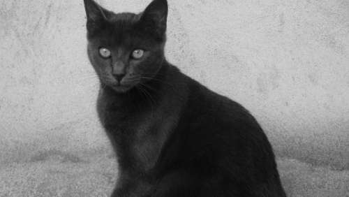 Cat Black Nature Animals