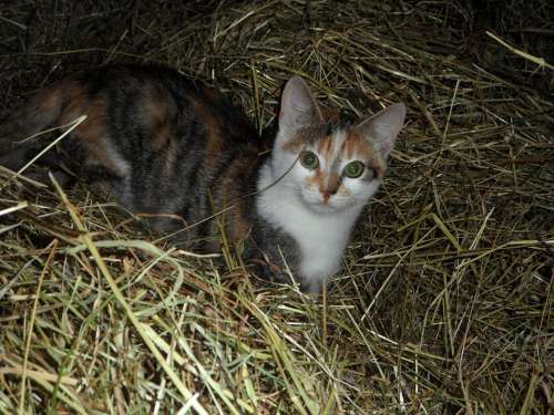 Cat Farm Hay Kitten Haystack