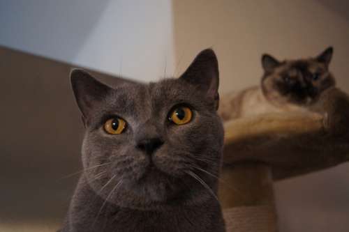 Cat Grey Domestic Cat Cat'S Eyes