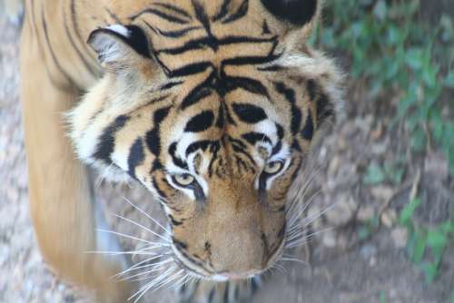 Cat Large Cat Tiger Stripes Roar Africa