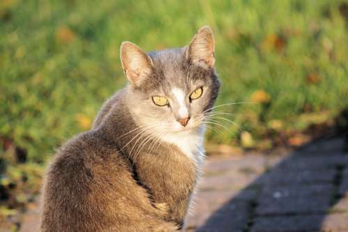 Cat Domestic Cat Mieze Curious Close Up Portrait