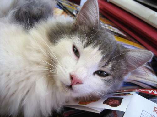 Cat Kitten White And Grey Soft Fluffy Ragdoll