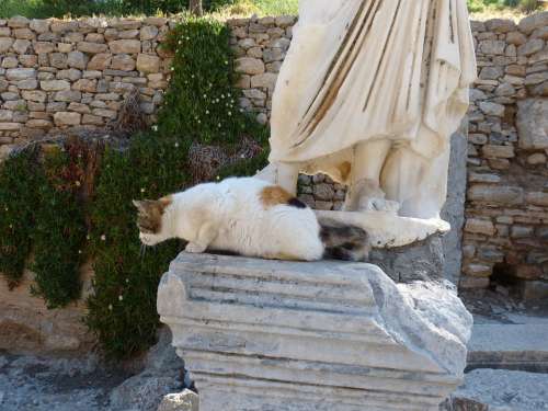 Cat Animal Mieze Curious Sit Kitten Ephesus