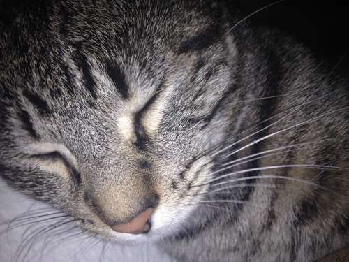 Cat Sleeping Cat Sleeping Asleep Cat Face Cute Cat
