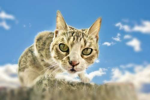 Cat Feline Eyes Pet Animal Domestic