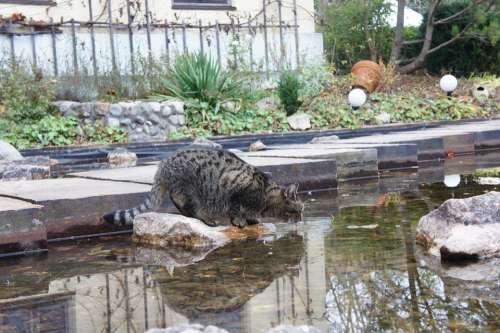 Cat Pet Domestic Cat Mieze Animal Fountain Water