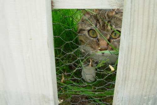 Cat Nature Animal Fence Cats