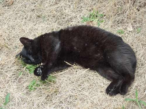 Cat Pet Feline Black Kitty Sleeping Animal Tired