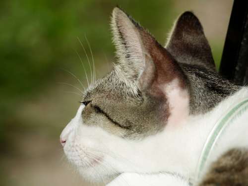 Cat Ears Head Rest Animal Pet Lying Down Cute