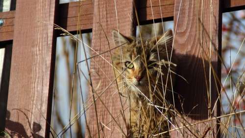 Cat Kitten View Animal Fence Eye