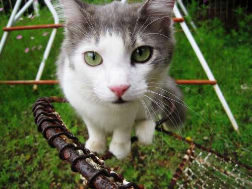 Cat Pet Green Eyes Ragdoll Cat White Grey