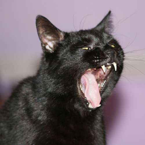 Cat Animal Pet Black Cat Cat Face Mieze