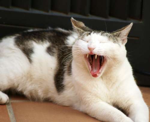 Cat Feline Pet Cat Face Teeth Mammals Yawn