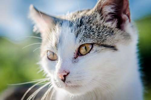 Cat Kitten Animal Pet Vet Fur