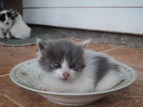 Cat Kitten Animal Feline Kitty Mammal Pet