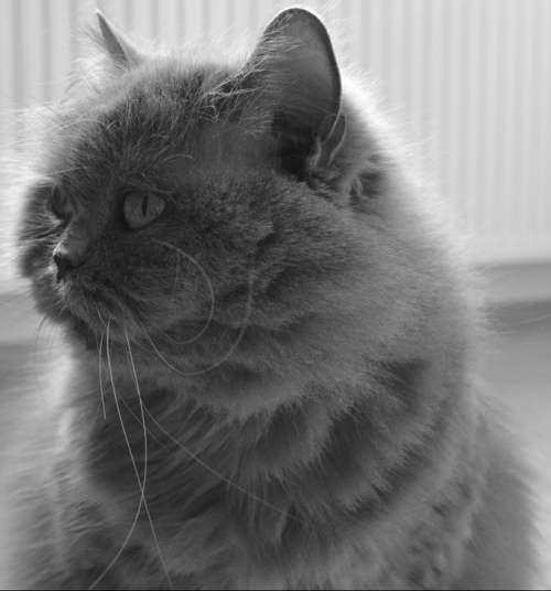 Cat British British Longhair Cat Highlander