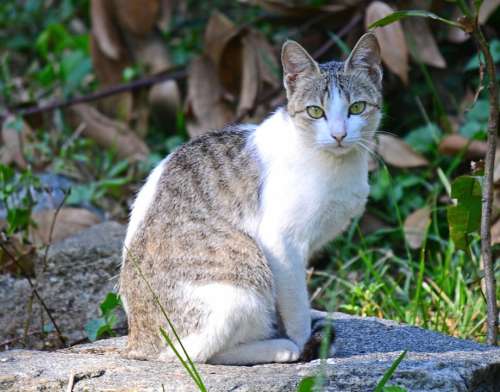 Cat Animal Pet Feline Sri Lanka Mawanella Ceylon