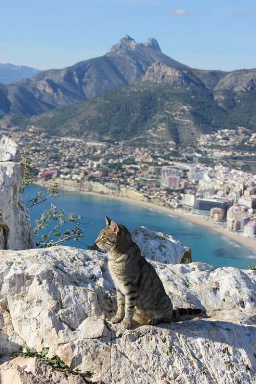 Cat Feline Calpe Alicante Spain