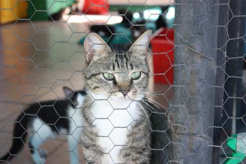 Cat Kennel Cute Cat Cat'S Eyes Animals Cat Face