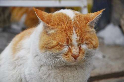 Cat Feline Cat Face Cat'S Eyes Animals Cat Nose